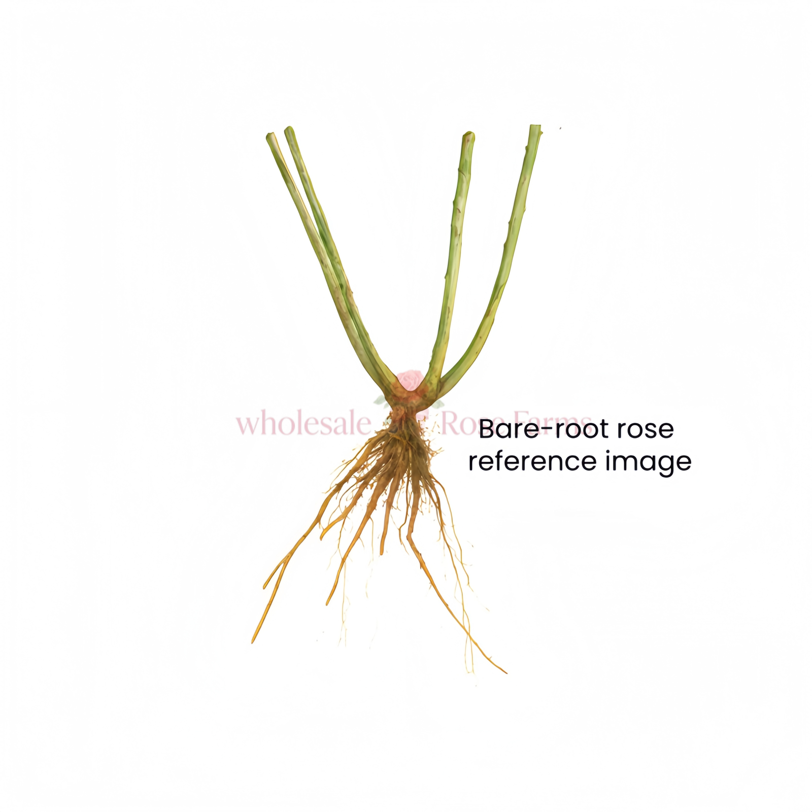 Rose for Wholesale丨Wholesale Rose Farms