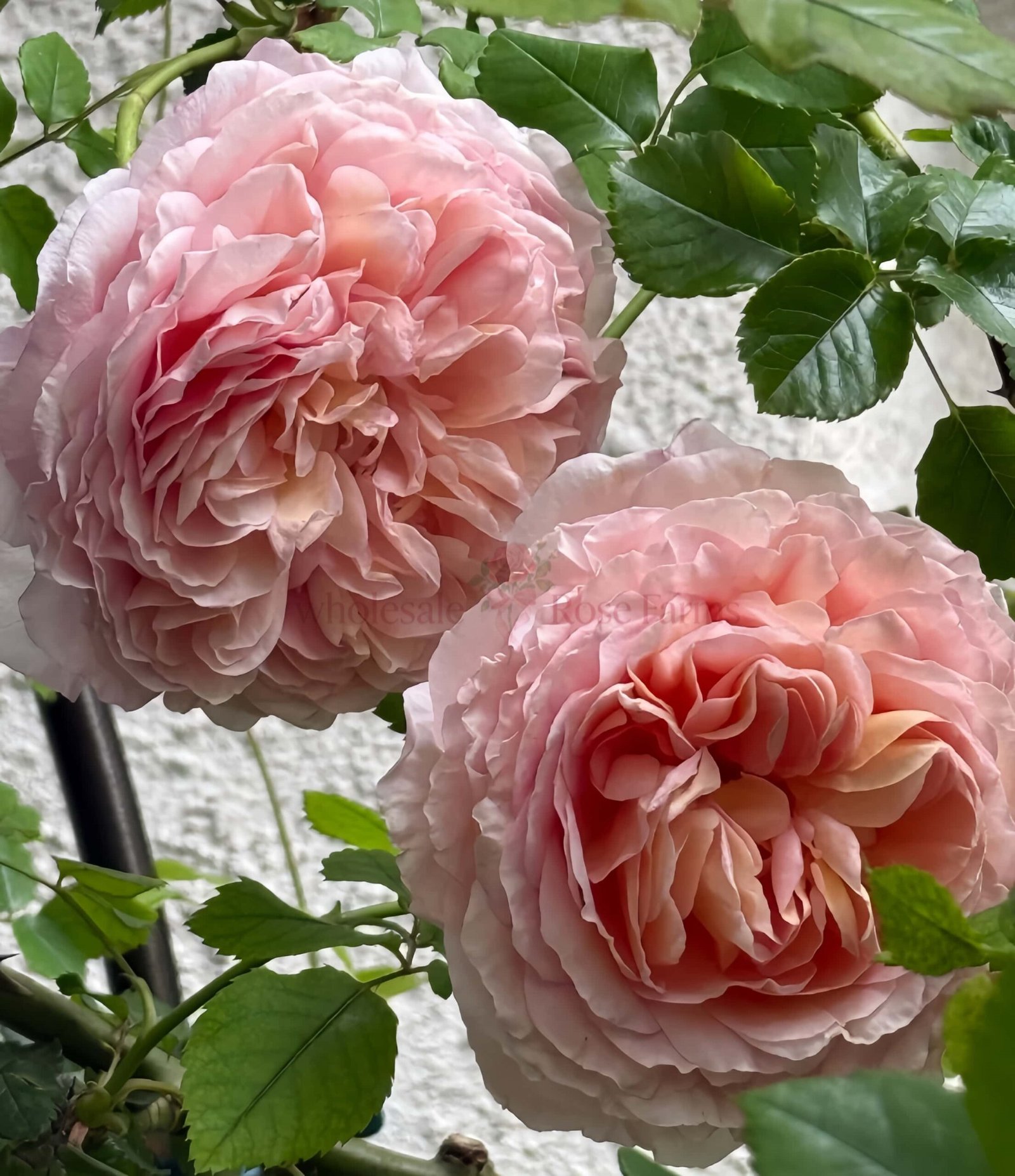 Abraham Darby Austin Rose丨Wholesale Rose Farms