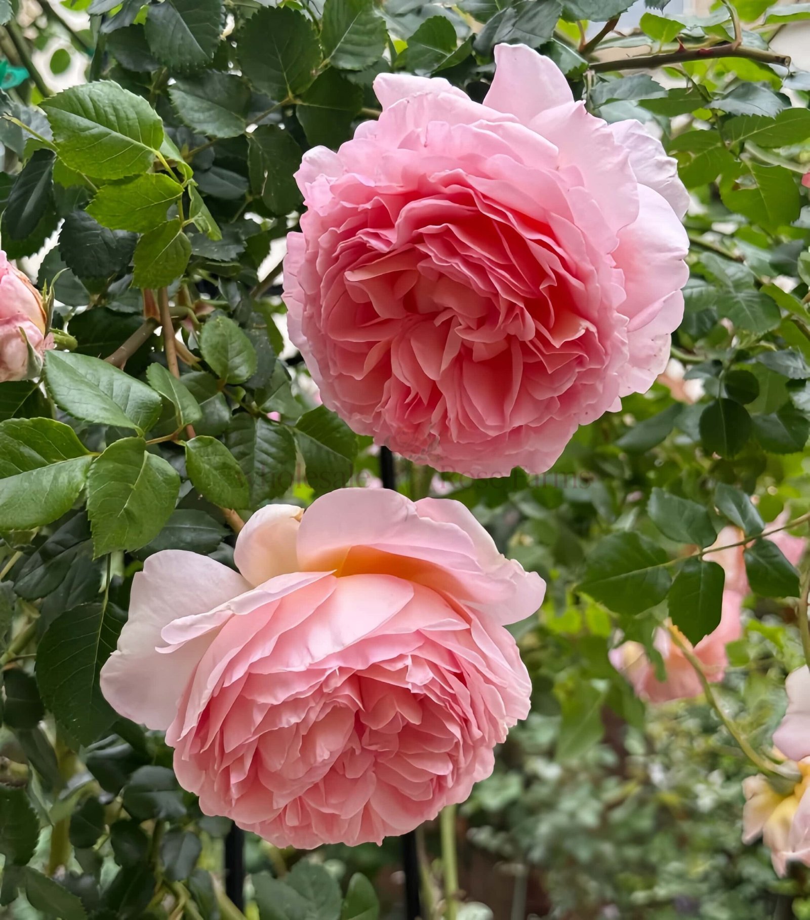 Abraham Darby Austin Rose plant丨Wholesale Rose Farms