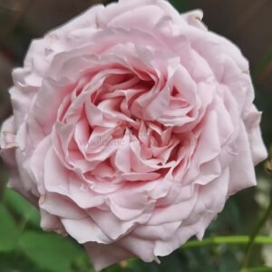 All Four Boughet (Four Flowers) Rose plant丨Wholesale Rose Farms