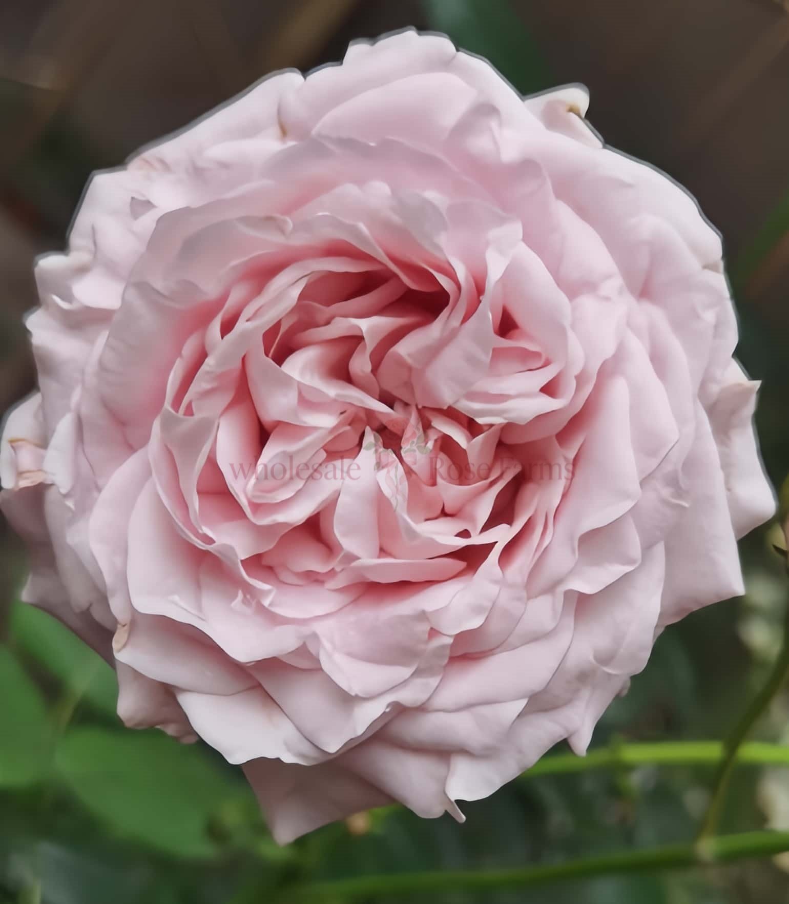 All Four Boughet (Four Flowers) Rose plant丨Wholesale Rose Farms