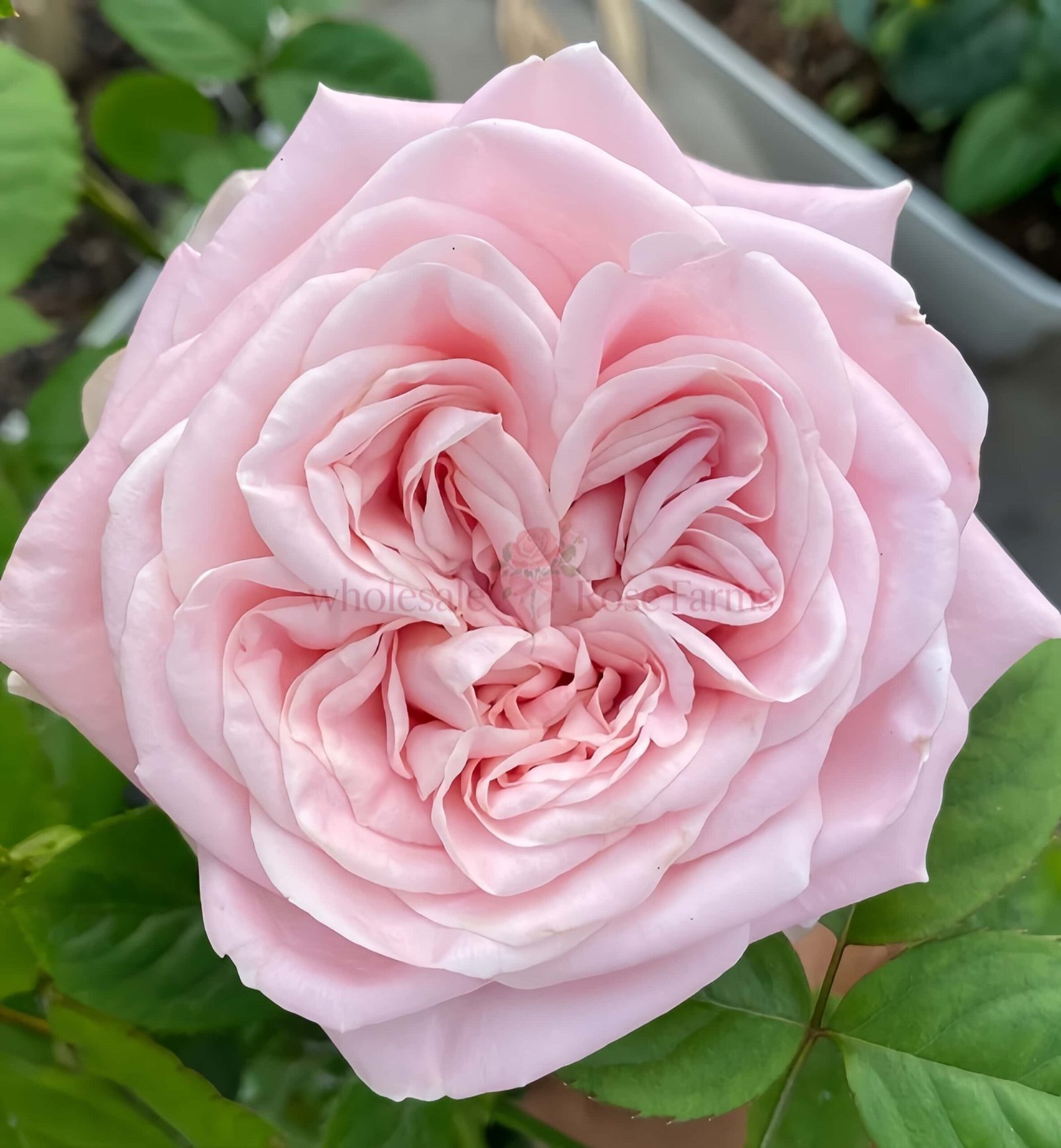 All Four Boughet (Four Flowers) Rose for Wholesale丨Wholesale Rose Farms