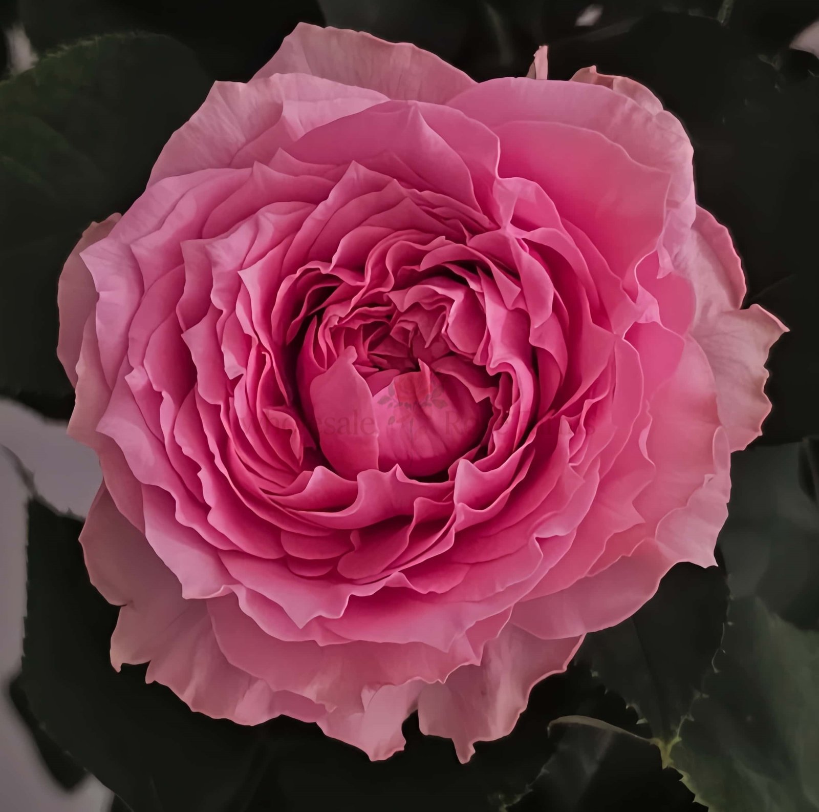 All Four Kiss Rose丨Wholesale Rose Farms