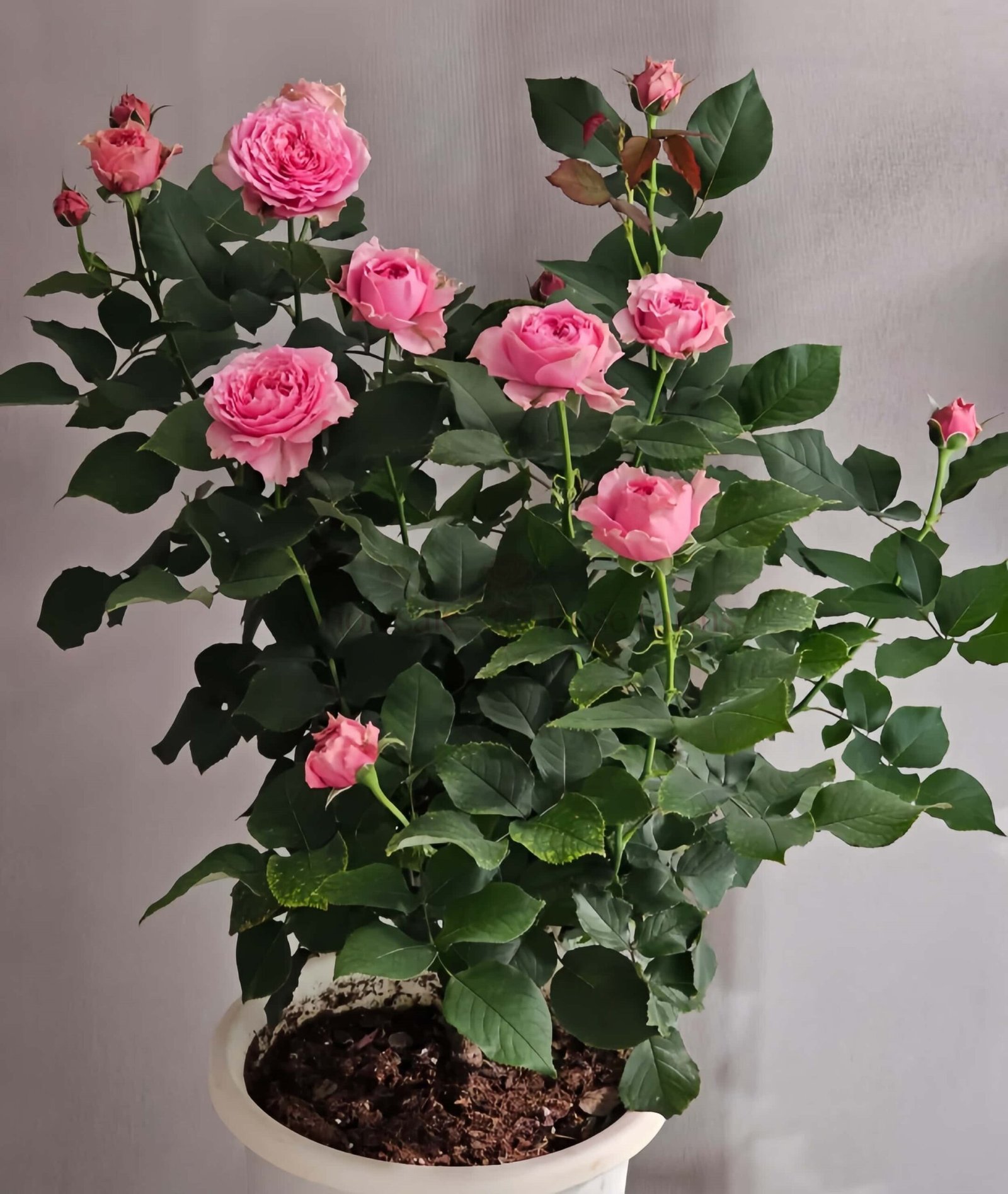 All Four Kiss Rose plant丨Wholesale Rose Farms