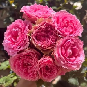 All Four Kiss Rose for Wholesale丨Wholesale Rose Farms