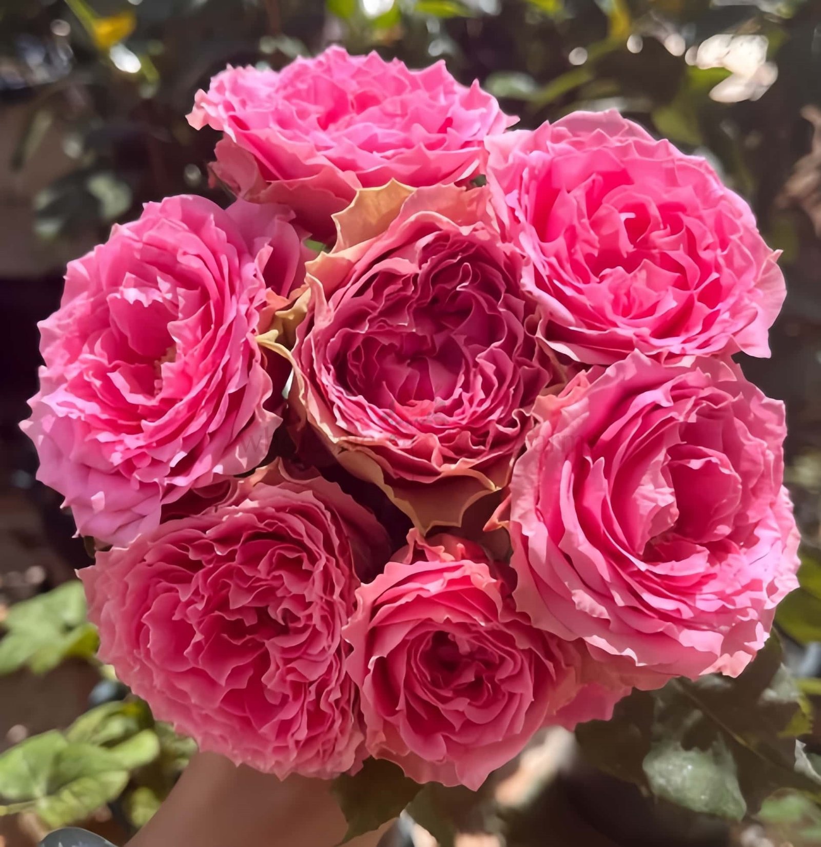 All Four Kiss Rose for Wholesale丨Wholesale Rose Farms