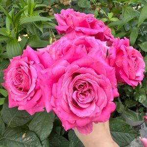 All Four Love (For Love) Rose plant丨Wholesale Rose Farms