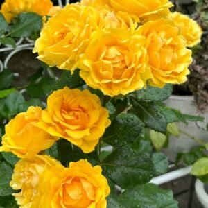 Amber Queen Rose丨Wholesale Rose Farms