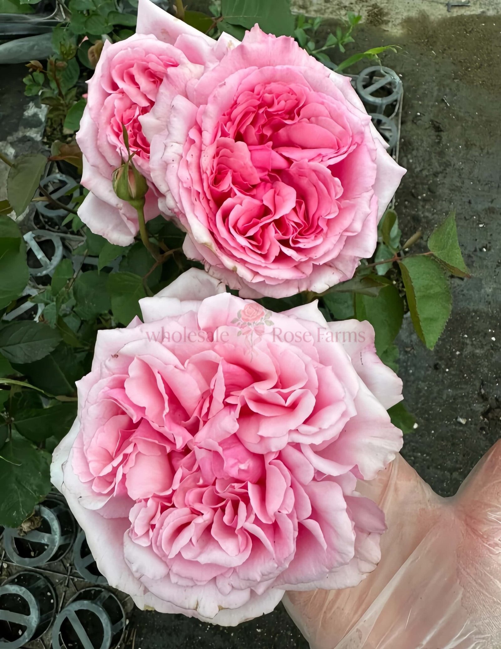 Aromatique (Yves Aromatic Family) Rose丨Wholesale Rose Farms