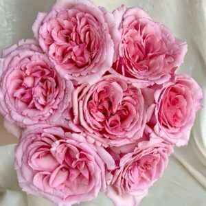 Aromatique (Yves Aromatic Family) Rose plant丨Wholesale Rose Farms