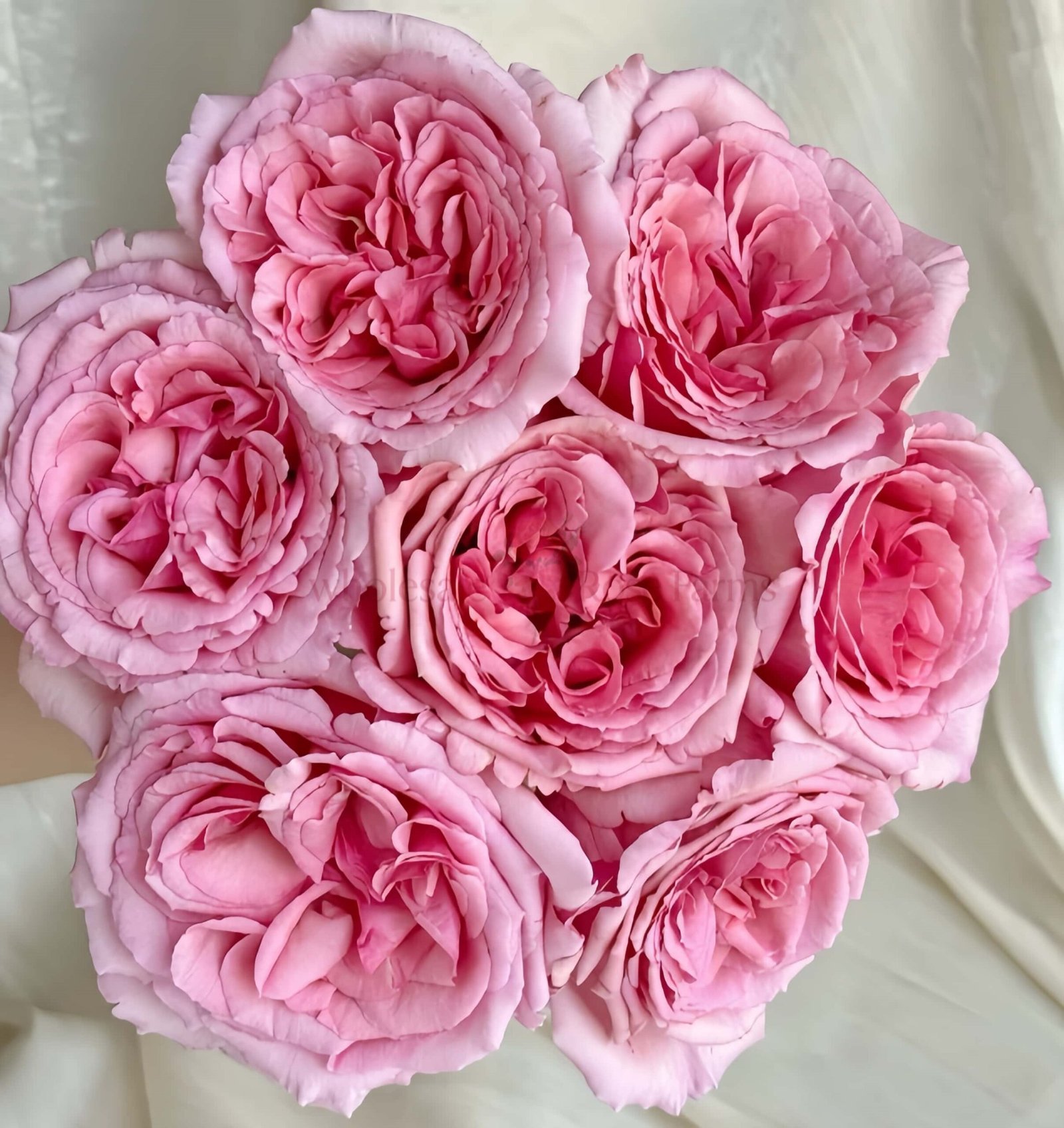 Aromatique (Yves Aromatic Family) Rose plant丨Wholesale Rose Farms