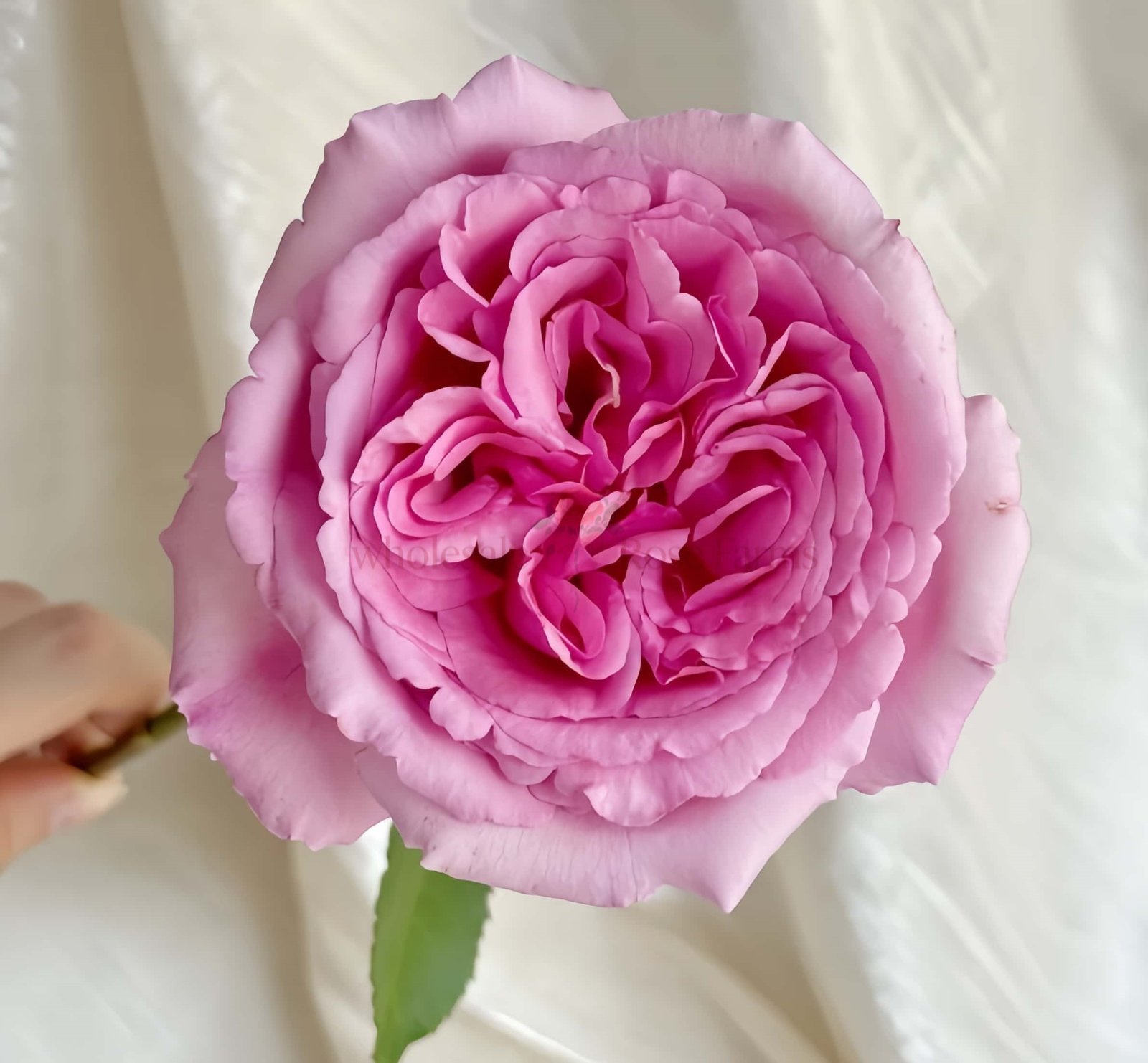 Aromatique (Yves Aromatic Family) Rose for Wholesale丨Wholesale Rose Farms
