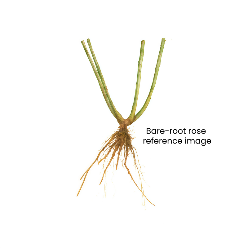 Rose for Wholesale丨Wholesale Rose Farms