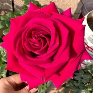 Belles Rives (Stiletto) Rose plant丨Wholesale Rose Farms