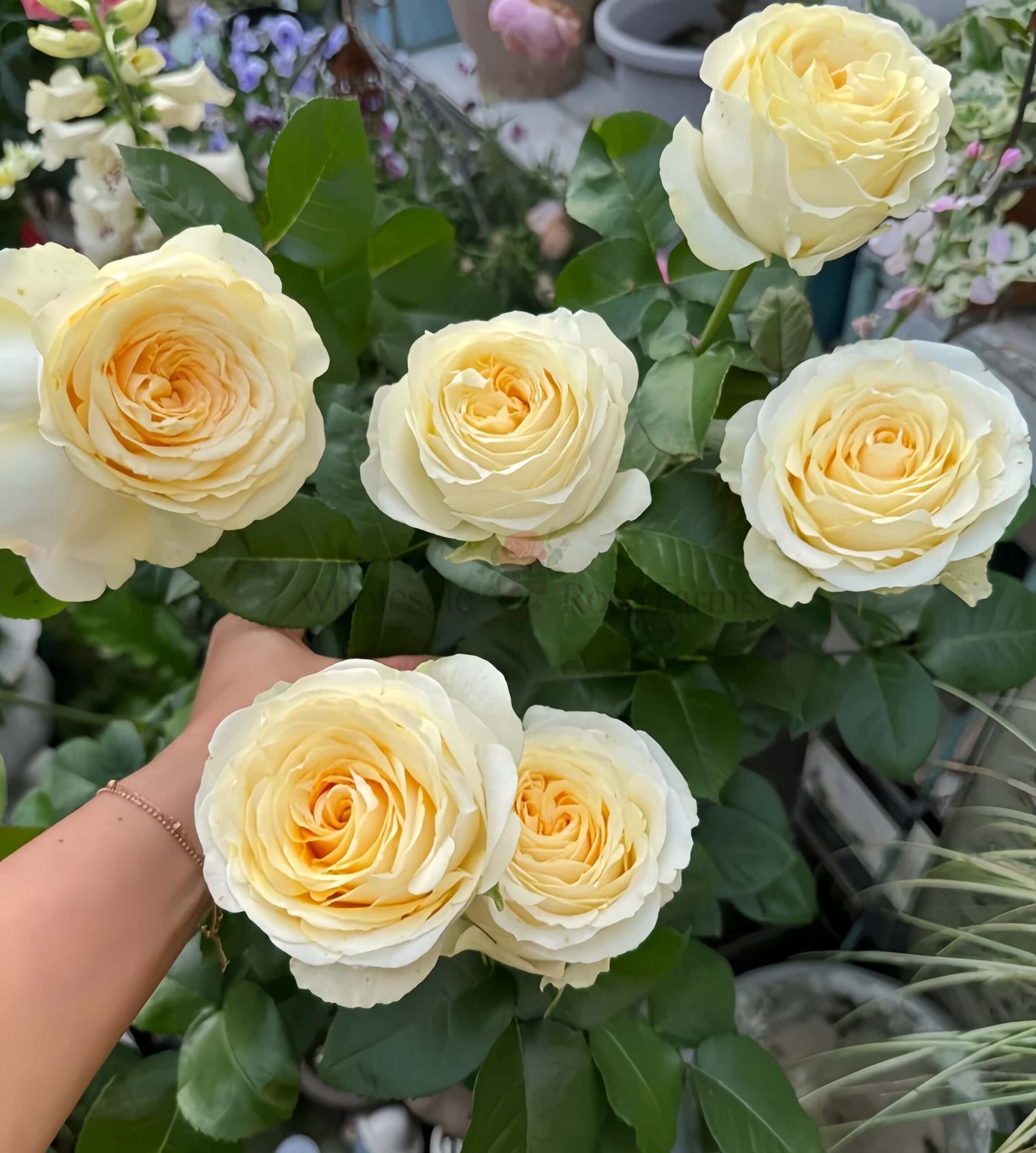Butter Cup Rose丨Wholesale Rose Farms