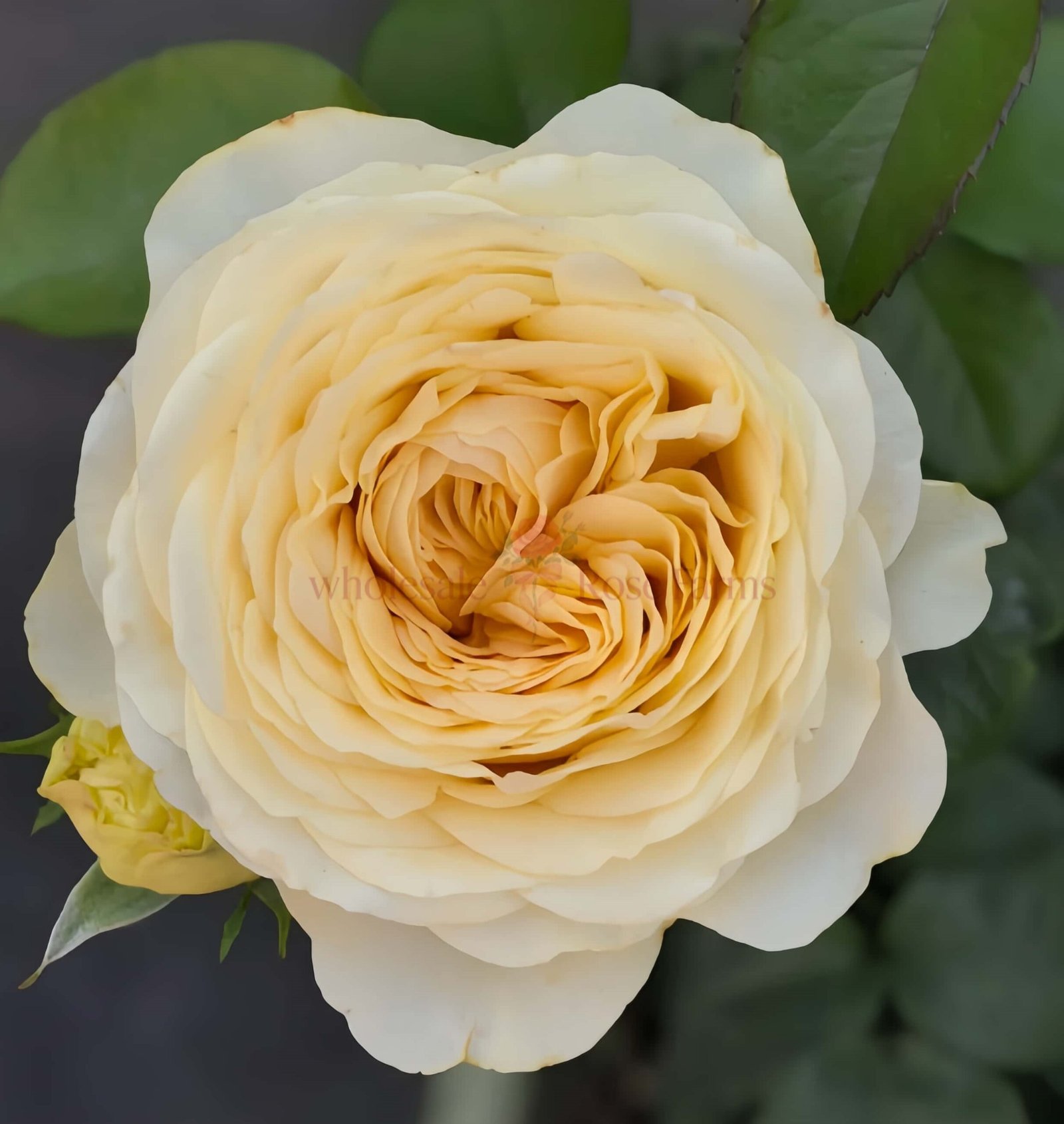 Butter Cup Rose plant丨Wholesale Rose Farms