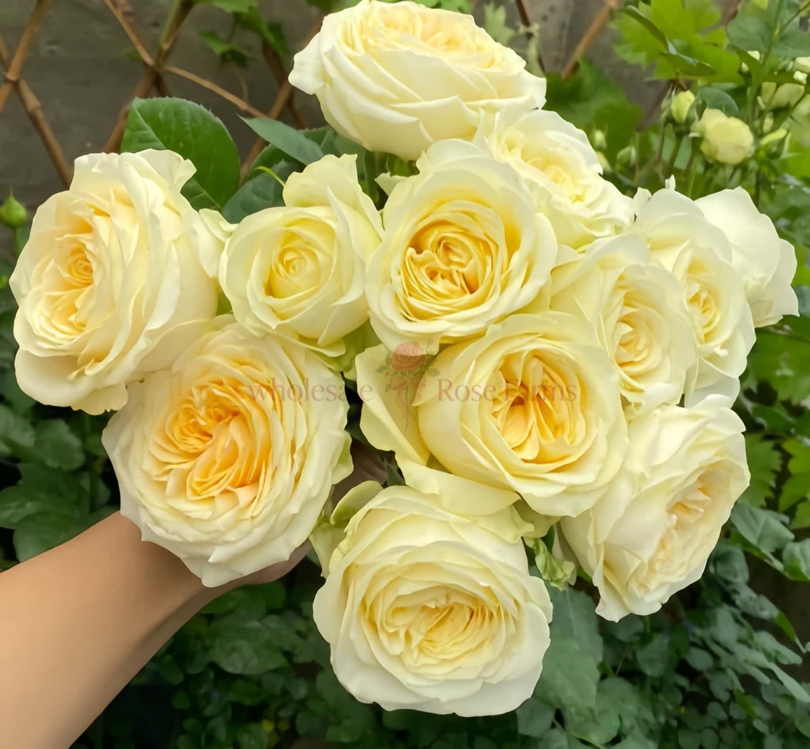Butter Cup Rose for Wholesale丨Wholesale Rose Farms