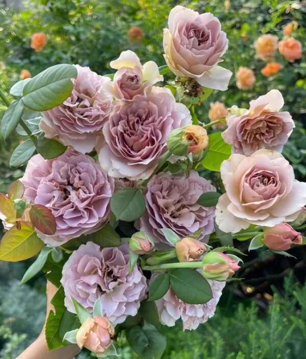 Caffè Latte Rose plant Wholesale