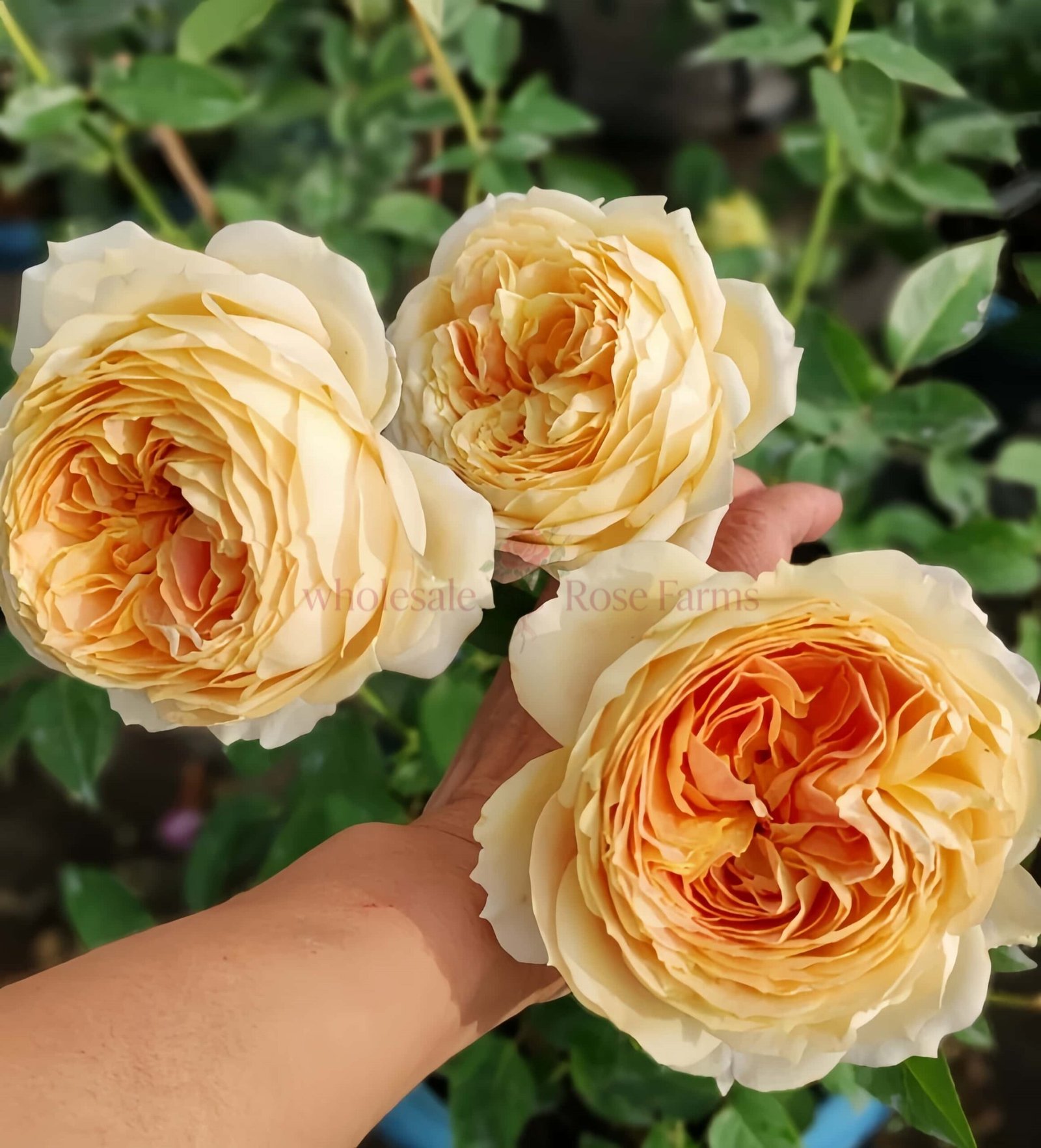 Caramel Antike Rose plant丨Wholesale Rose Farms