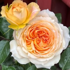 Caramel Antike Rose for Wholesale丨Wholesale Rose Farms