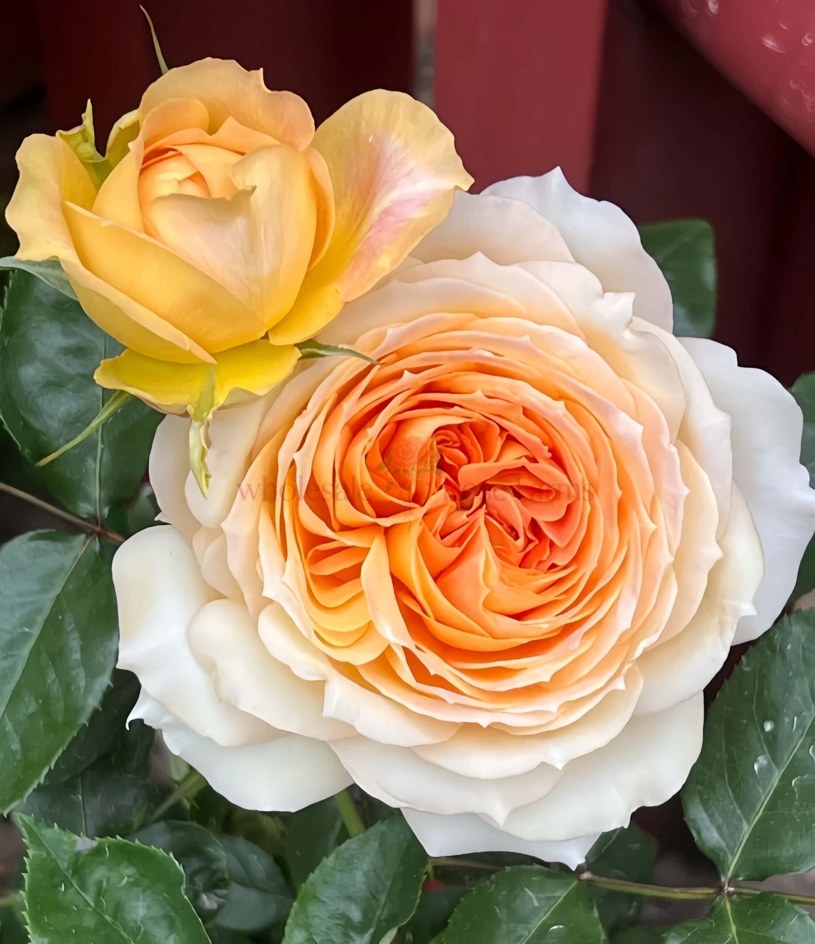 Caramel Antike Rose for Wholesale丨Wholesale Rose Farms