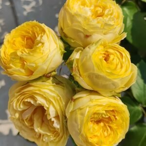 Catalina Rose plant丨Wholesale Rose Farms