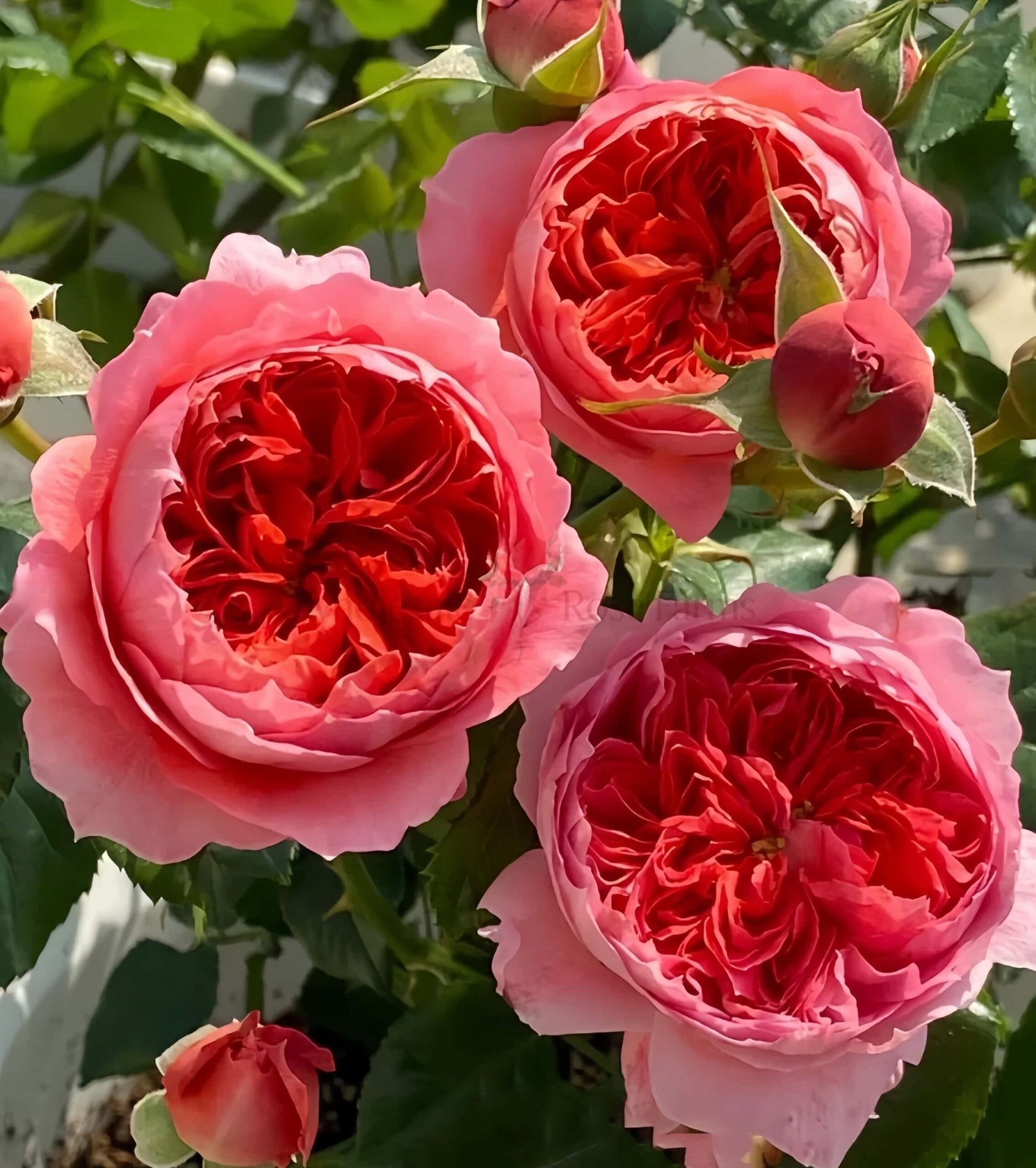 Cinnabar Bowl Rose for Wholesale丨Wholesale Rose Farms