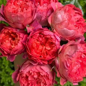 Cinnabar Bowl Rose plant丨Wholesale Rose Farms