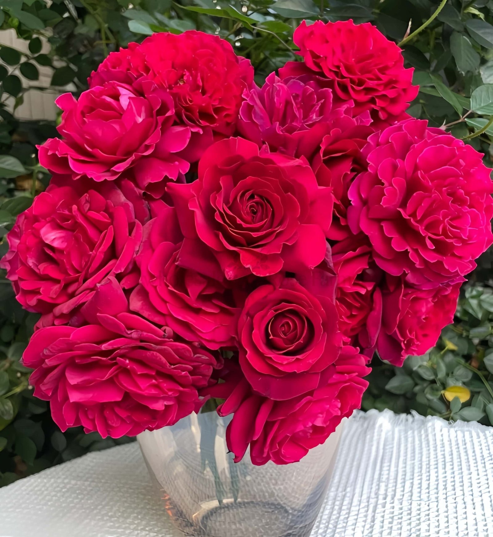 Colline Rouge (Red Hill) Rose丨Wholesale Rose Farms