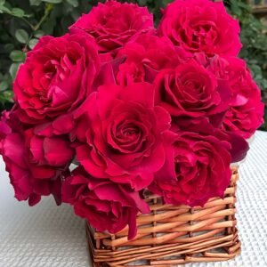 Colline Rouge (Red Hill) Rose plant丨Wholesale Rose Farms
