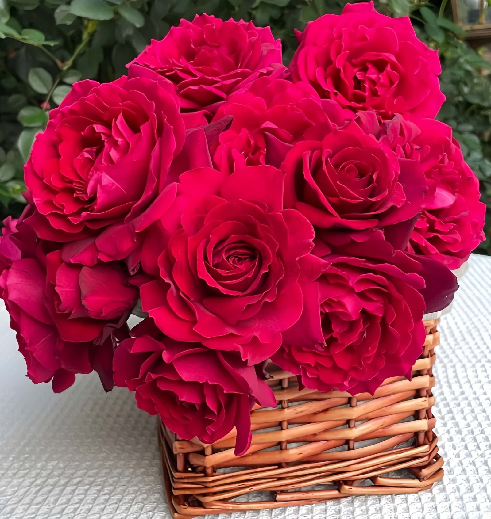 Colline Rouge (Red Hill) Rose plant丨Wholesale Rose Farms