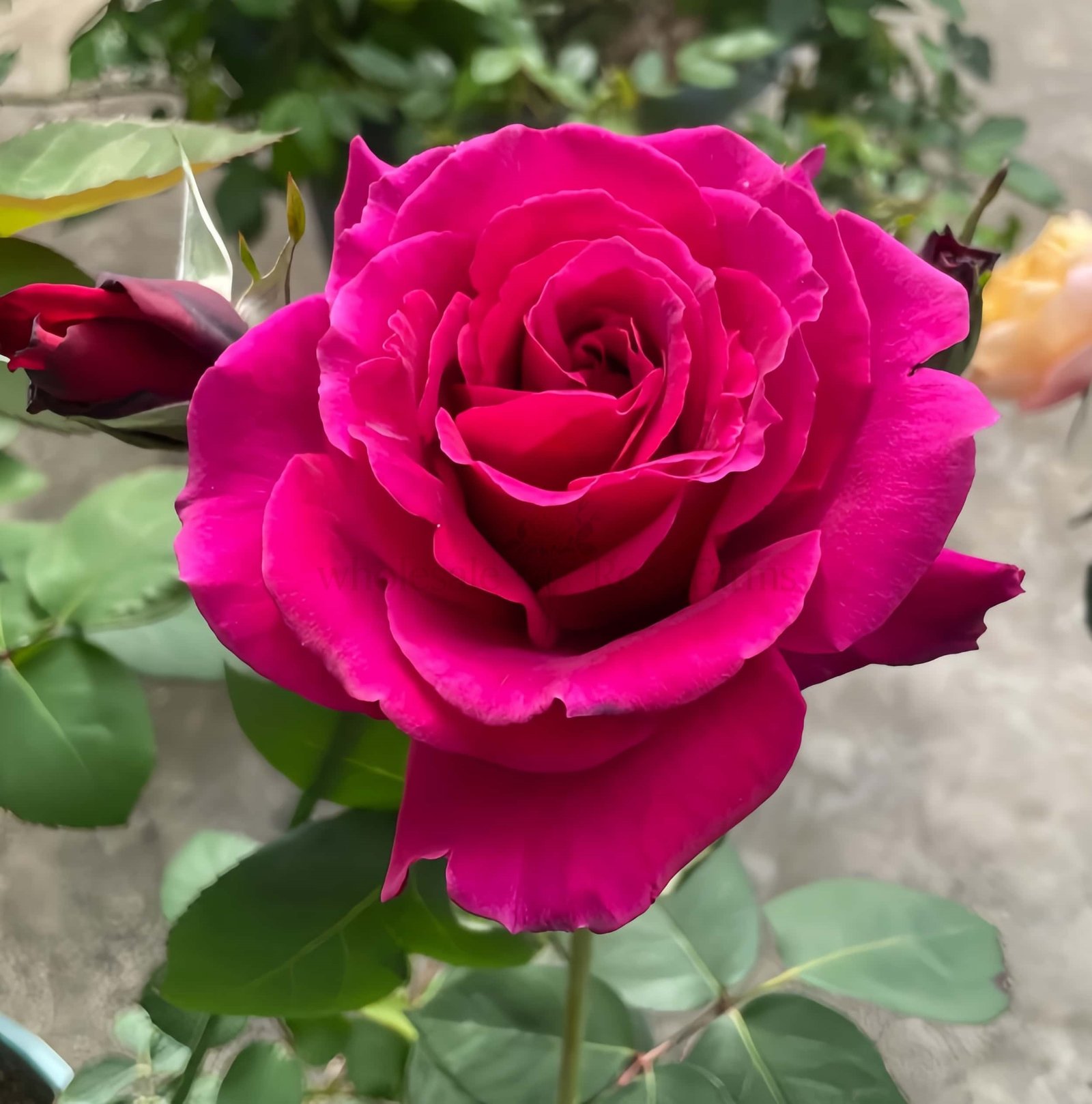 Colline Rouge (Red Hill) Rose for Wholesale丨Wholesale Rose Farms
