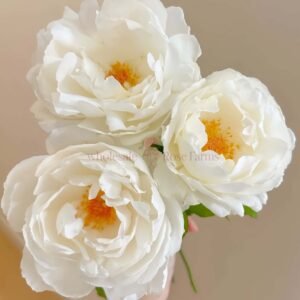 Cygne Antike Rose丨Wholesale Rose Farms