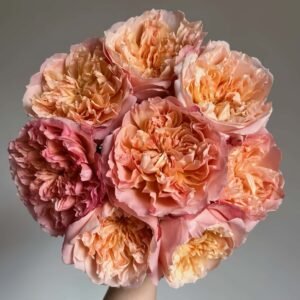 Edith Rose plant丨Wholesale Rose Farms