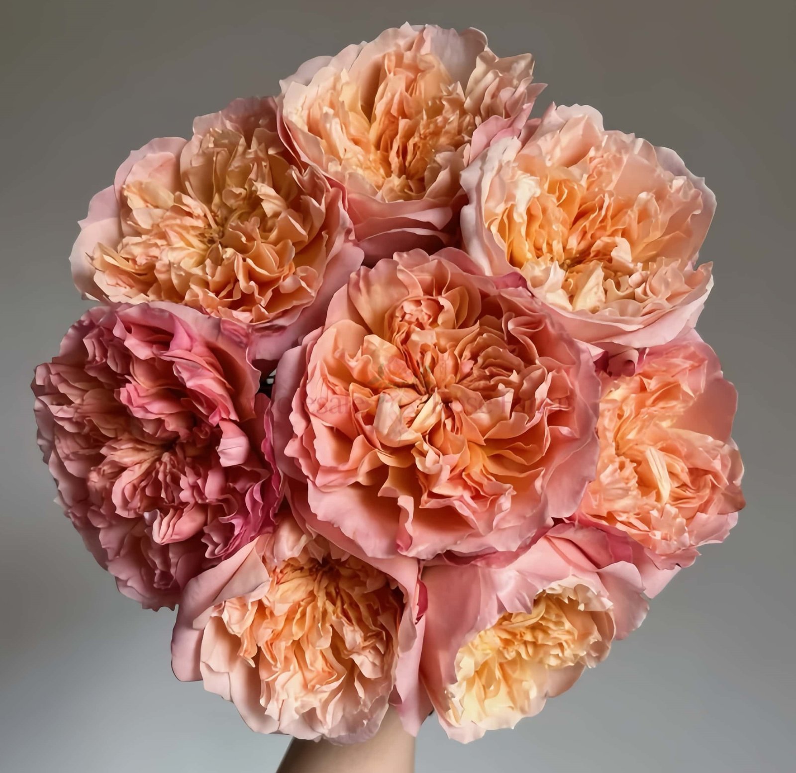 Edith Rose plant丨Wholesale Rose Farms