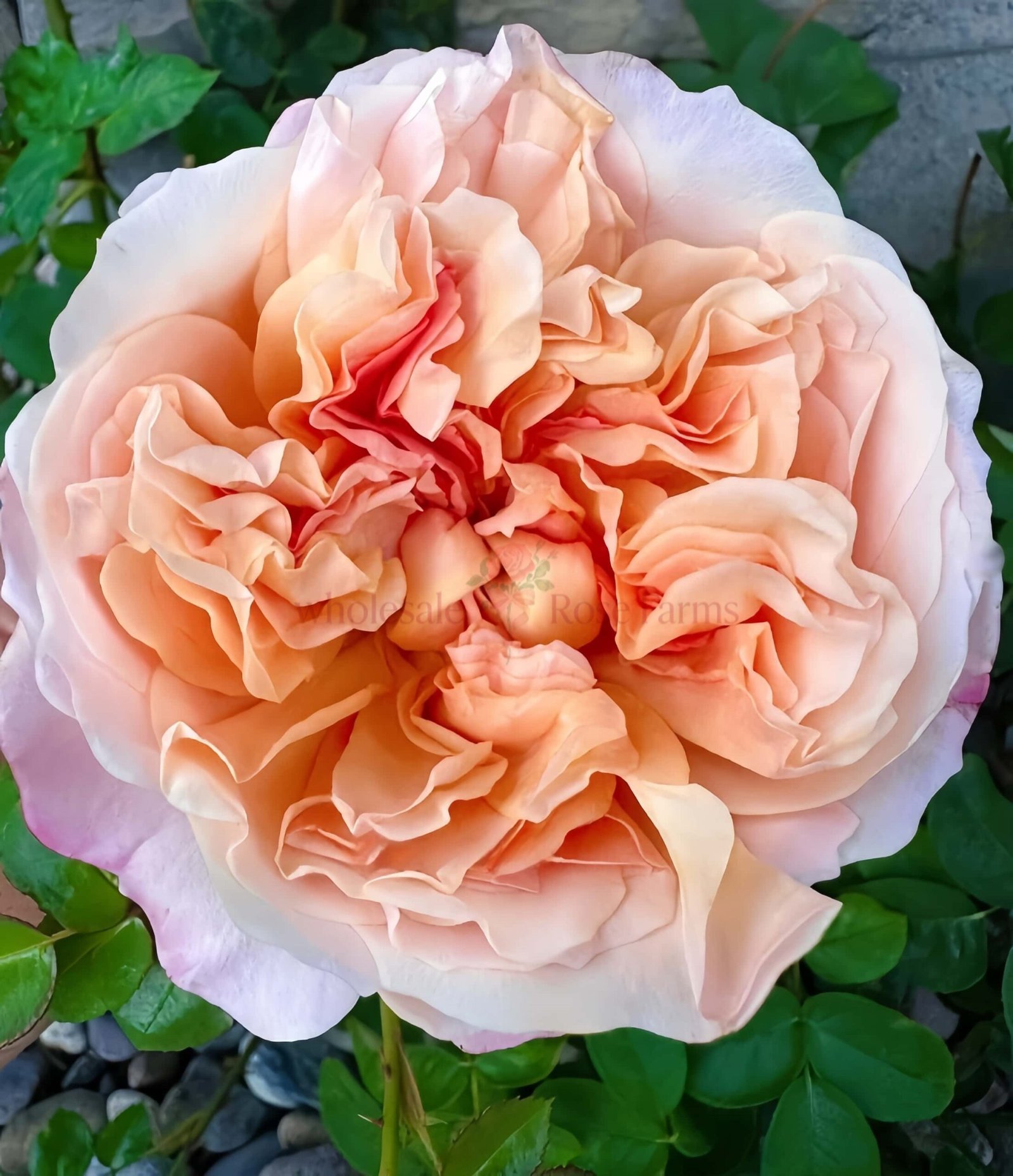 Edith Rose for Wholesale丨Wholesale Rose Farms