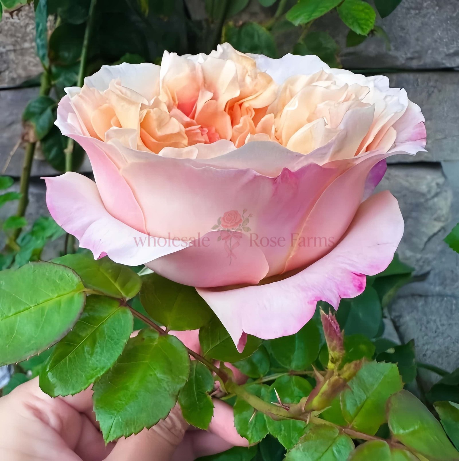 Edith Rose丨Wholesale Rose Farms