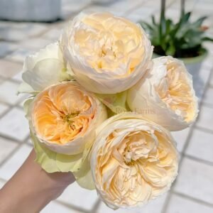 Emma Woodhouse Rose丨Wholesale Rose Farms