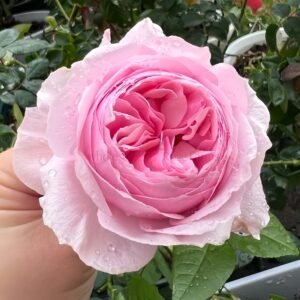 Gartenträume Rose丨Wholesale Rose Farms