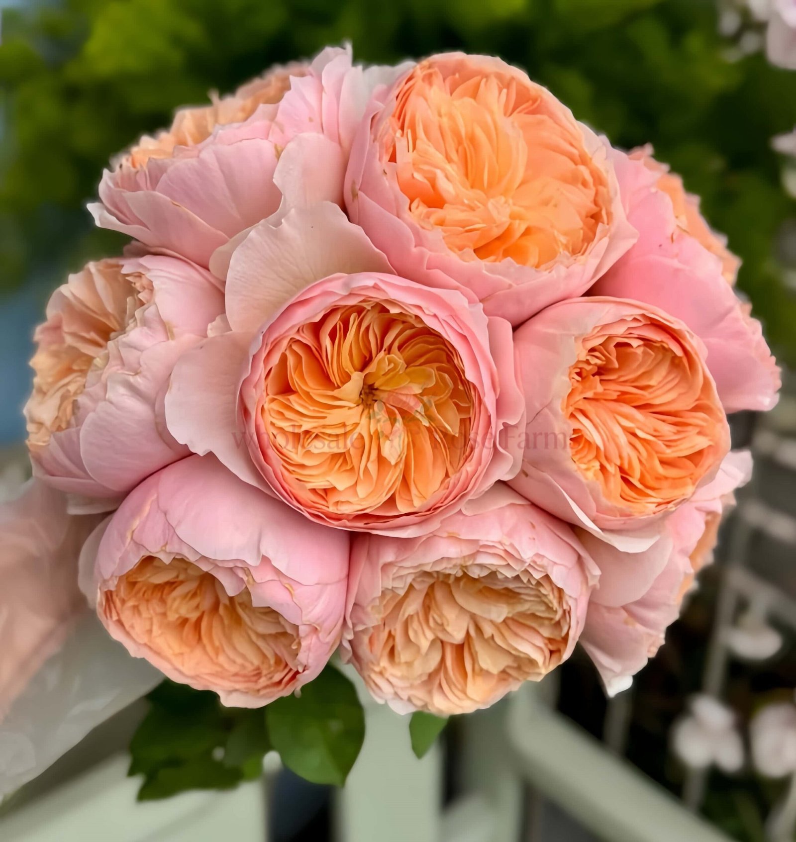 HanXian Rose丨Wholesale Rose Farms