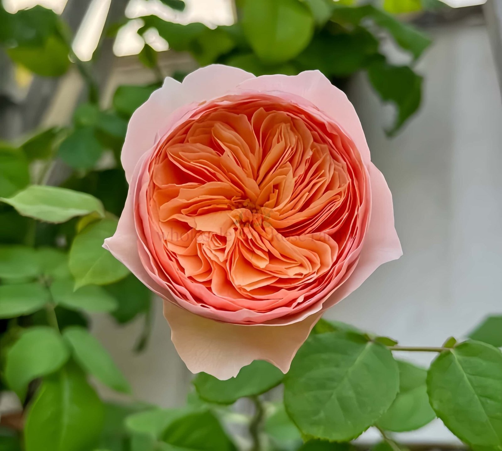 HanXian Rose plant丨Wholesale Rose Farms