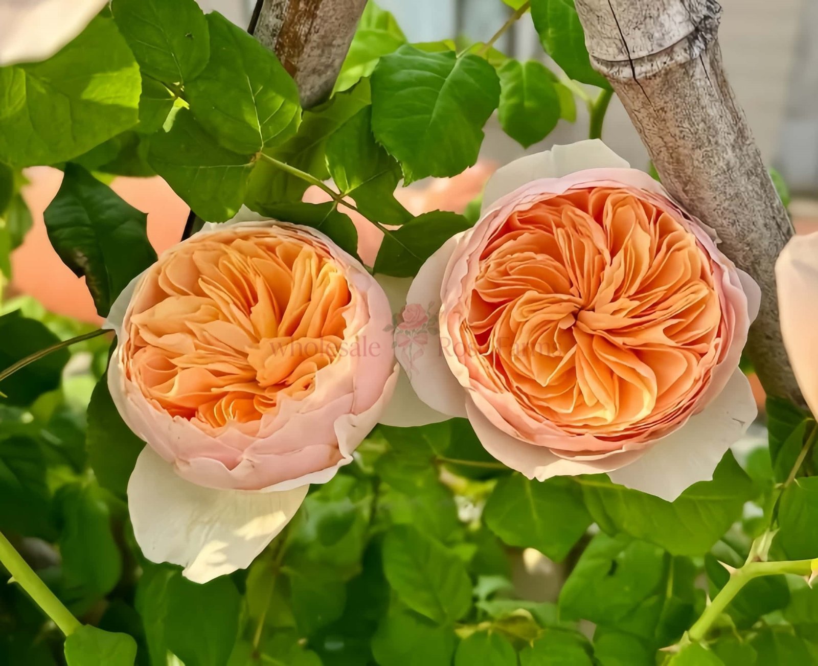 HanXian Rose for Wholesale丨Wholesale Rose Farms