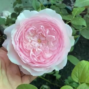 Hiyori Rose丨Wholesale Rose Farms