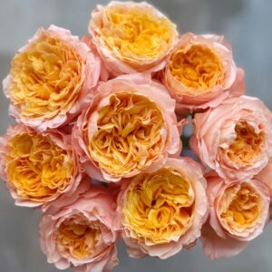 Imagine (Imagination) Rose丨Wholesale Rose Farms