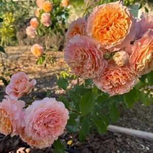 Jef L'Artiste (Artist Jeff) Rose丨Wholesale Rose Farms