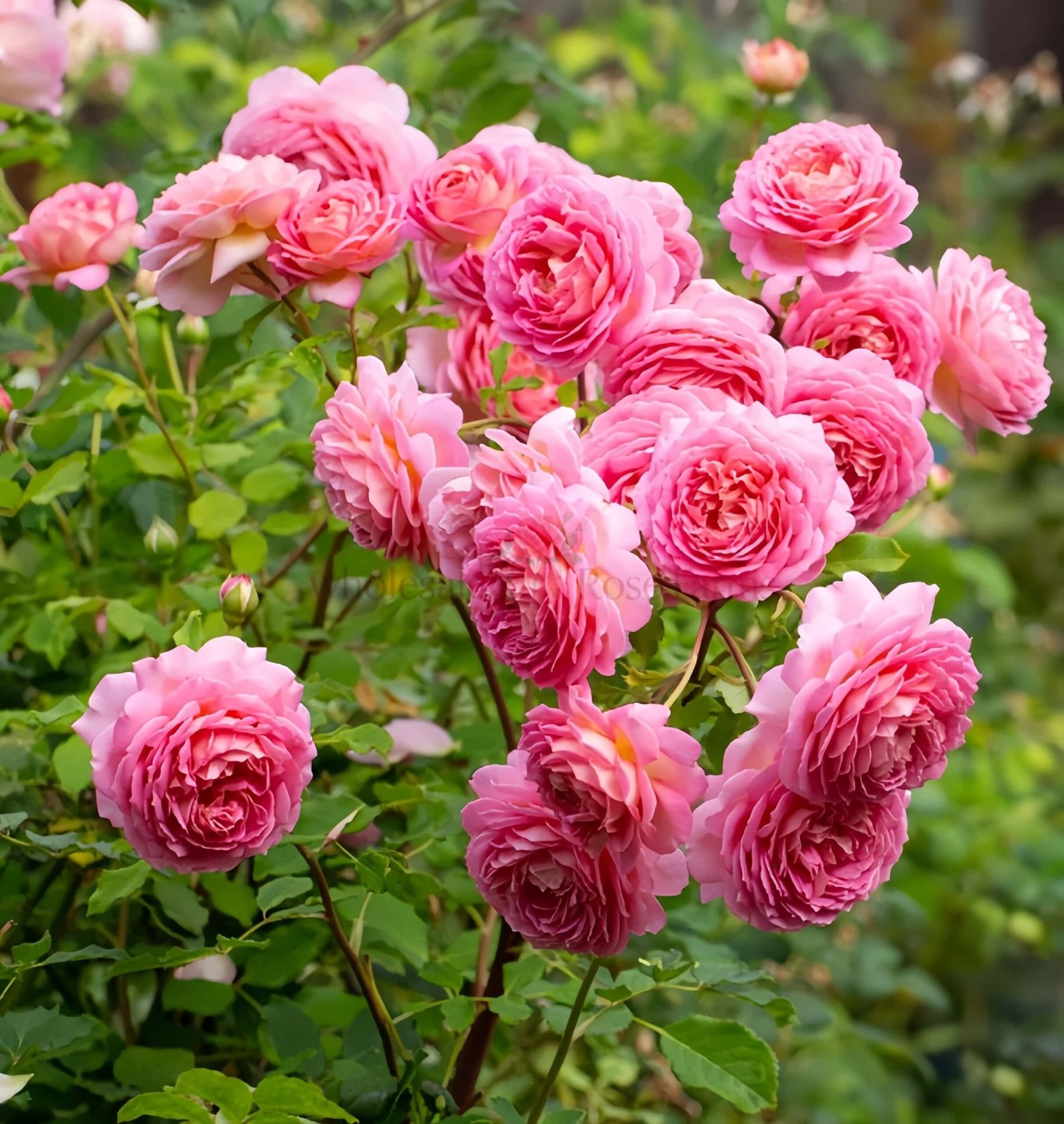 Jubilee Celebration Rose丨Wholesale Rose Farms