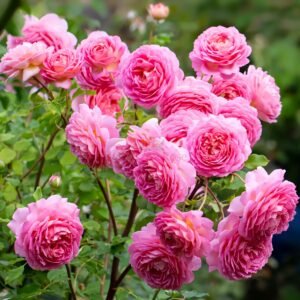 Jubilee Celebration Rose plant丨Wholesale Rose Farms