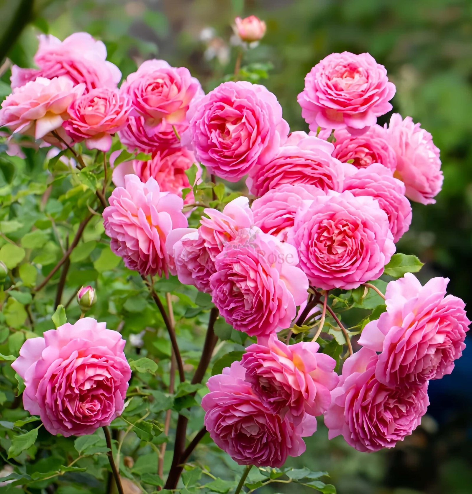 Jubilee Celebration Rose plant丨Wholesale Rose Farms
