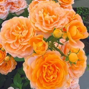 Juicy Terrazza Rose丨Wholesale Rose Farms