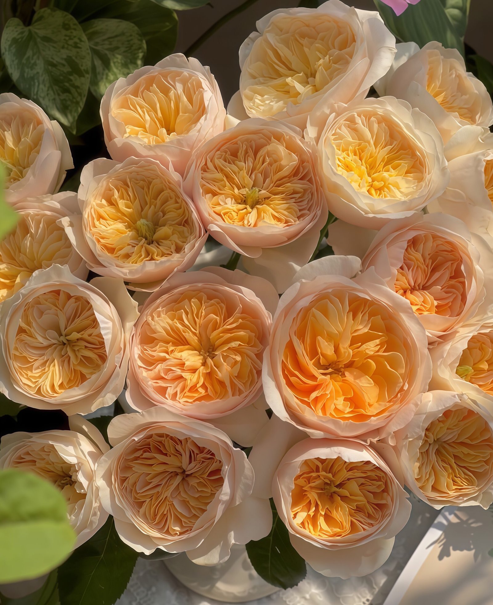 Juliet Rose Plant丨Wholesale Rose Farms